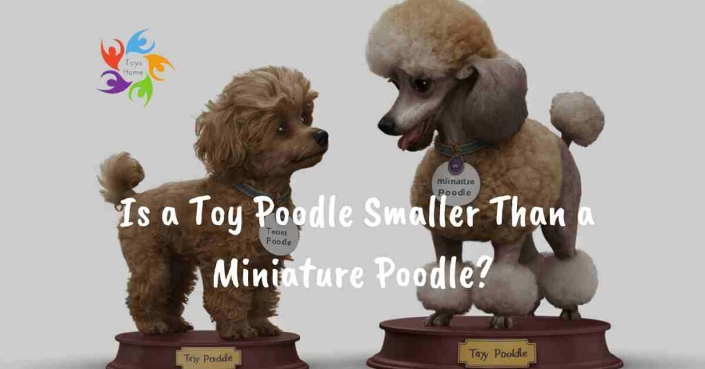 Is a Toy Poodle Smaller Than a Miniature Poodle